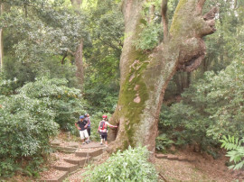奈良県天然記念物の楠の木(奈良豆比古神社)